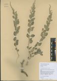 Chenopodium frutescens<br><br>