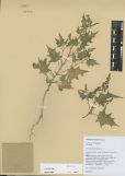 Chenopodium hybridum<br><br>