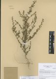 Chenopodium strictum<br><br>