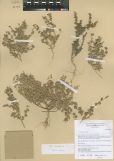 Chenopodium vulvaria<br><br>