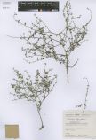 Eritrichium thymifolium<br><br>