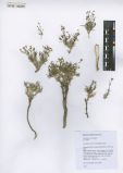 Gypsophila desertorum<br><br>
