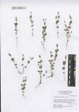 Moehringia lateriflora<br><br>