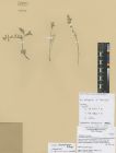 Astragalus brachybotrys<br><br>