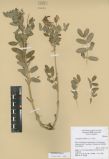 Astragalus frigidus<br><br>