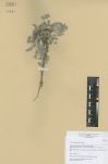 Astragalus grubovii<br><br>
