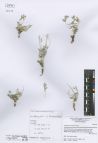 Astragalus kurtschumensis<br><br>