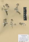 Astragalus laguroides<br><br>