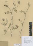 Astragalus laxmannii<br><br>