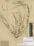 Astragalus melilotoides<br><br>