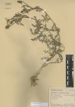 Astragalus mongholicus<br><br>