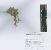 herbar scan