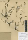 Astragalus uliginosus<br><br>