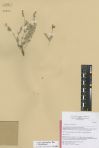 Astragalus versicolor