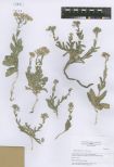 Cardaria pubescens<br><br>