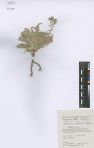 Oreoloma violaceum<br><br>