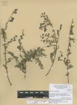 Spiraea aquilegiifolia<br><br>