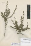 Spiraea aquilegiifolia<br><br>