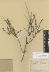 Spiraea hypericifolia<br><br>