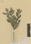 Spiraea salicifolia<br><br>