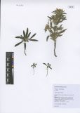 Arnebia guttata<br><br>
