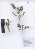 Caragana leucophloea<br><br>