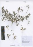 Erodium stephanianum<br><br>
