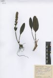 Lagotis integrifolia
