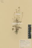 Parnassia palustris<br><br>