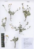 Potentilla astragalifolia<br><br>