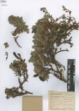 Salix berberifolia<br><br>