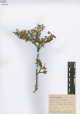 Salix divaricata<br><br>