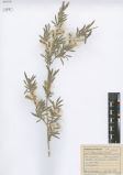Salix ledebouriana<br><br>
