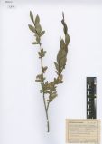 Salix pseudopentandra<br><br>