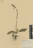 Saxifraga hieracifolia<br><br>