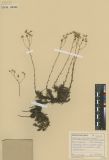 Saxifraga spinulosa<br><br>