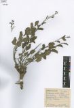 Scrophularia incisa<br><br>