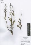 Scrophularia incisa<br><br>