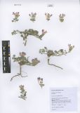 Scutellaria grandiflora<br><br>