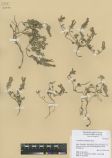 Scutellaria grandiflora<br><br>