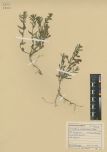Scutellaria scordiifolia<br><br>