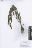 Veronica linariifolia